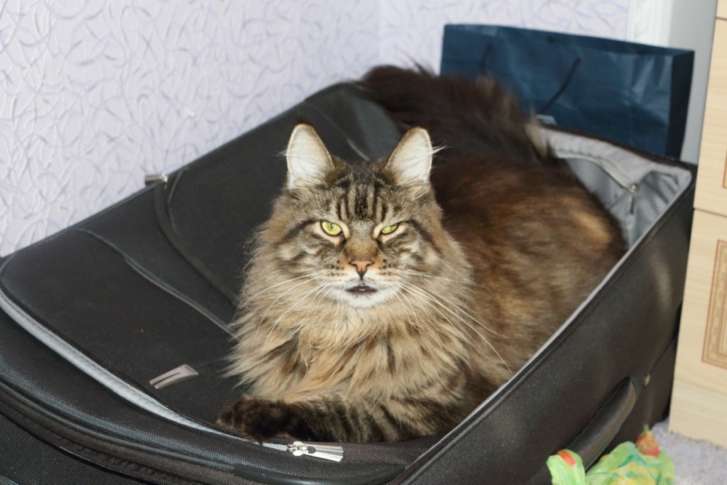 Zeus, Russian Cat, Sitting on my Suitcase